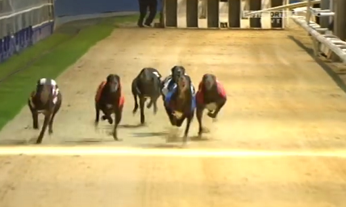 The William Hill Greyhound Derby Final – wyścig chartów na dystansie 480 metrów